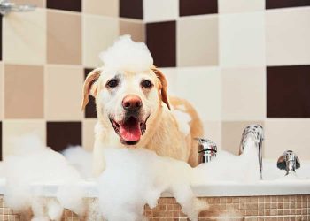 Best Dog Shampoo for Pets