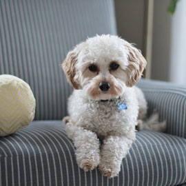 Pet Furniture