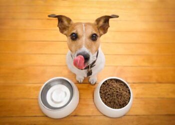 best dry dog food