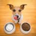 best dry dog food