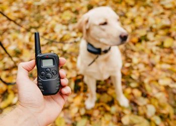 the best dog shock collar for pet training