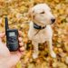 The Best Dog Shock Collars For Pet Training the best dog shock collar for pet training