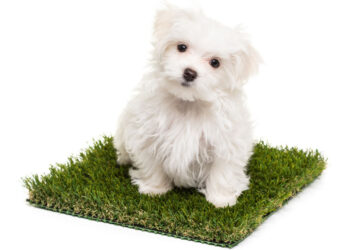 Best Indoor Dog Potty