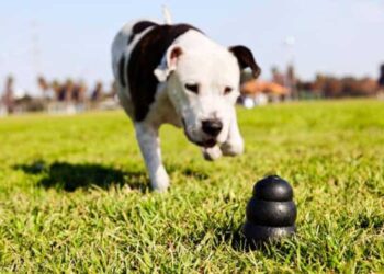best dog toy