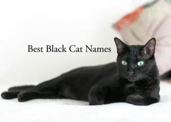 black cat names